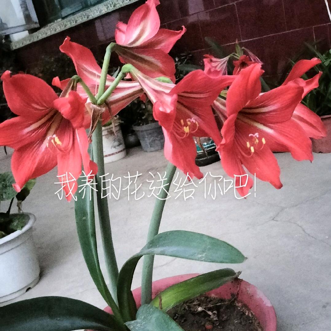 赠人玫瑰，手留余香