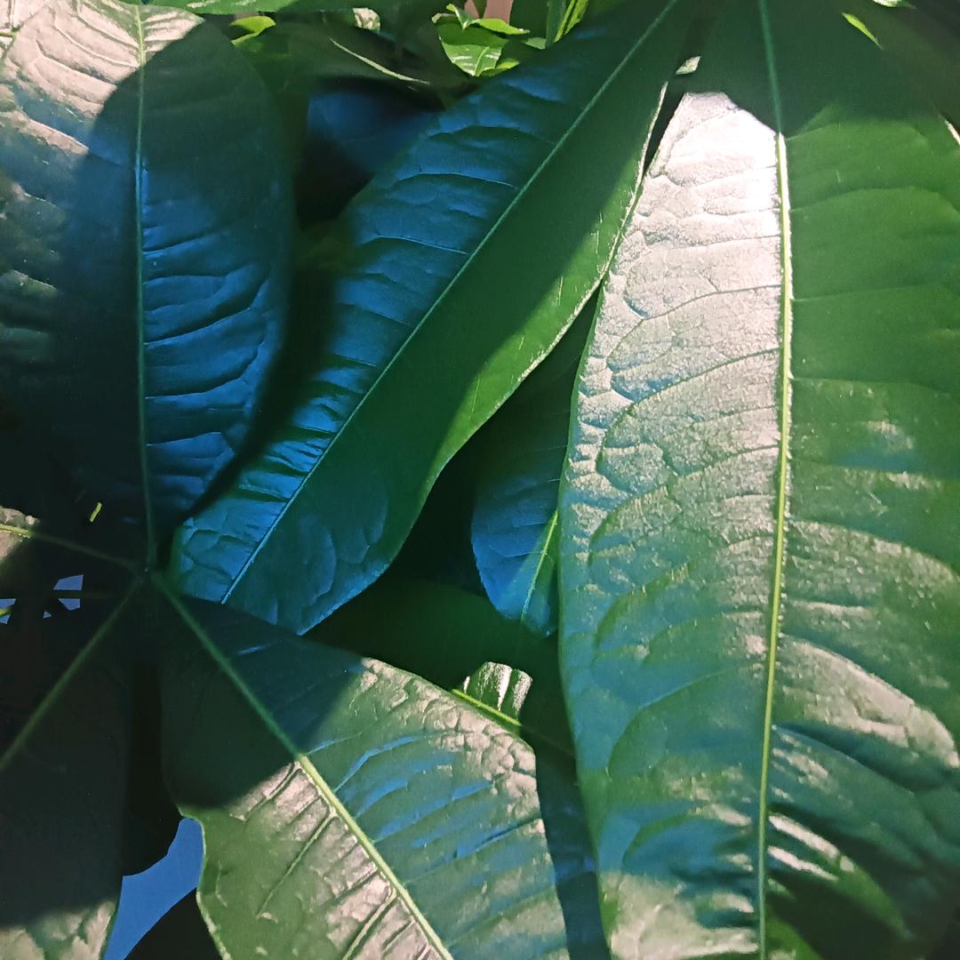 ZUNVO朴环申公豹直播号