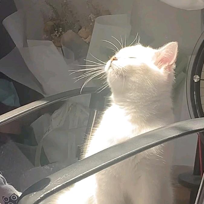 有猫腻🐱