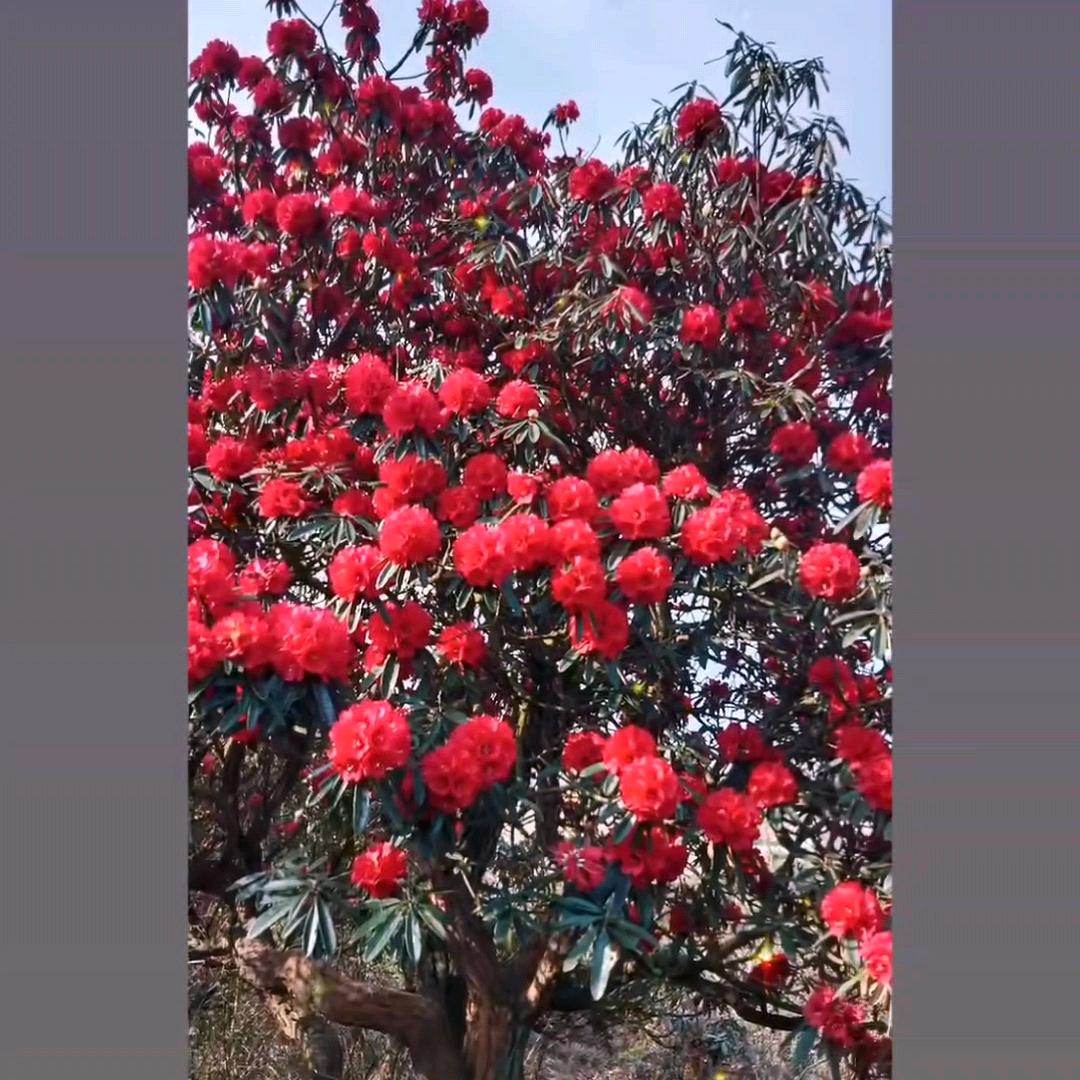 贵州山里红