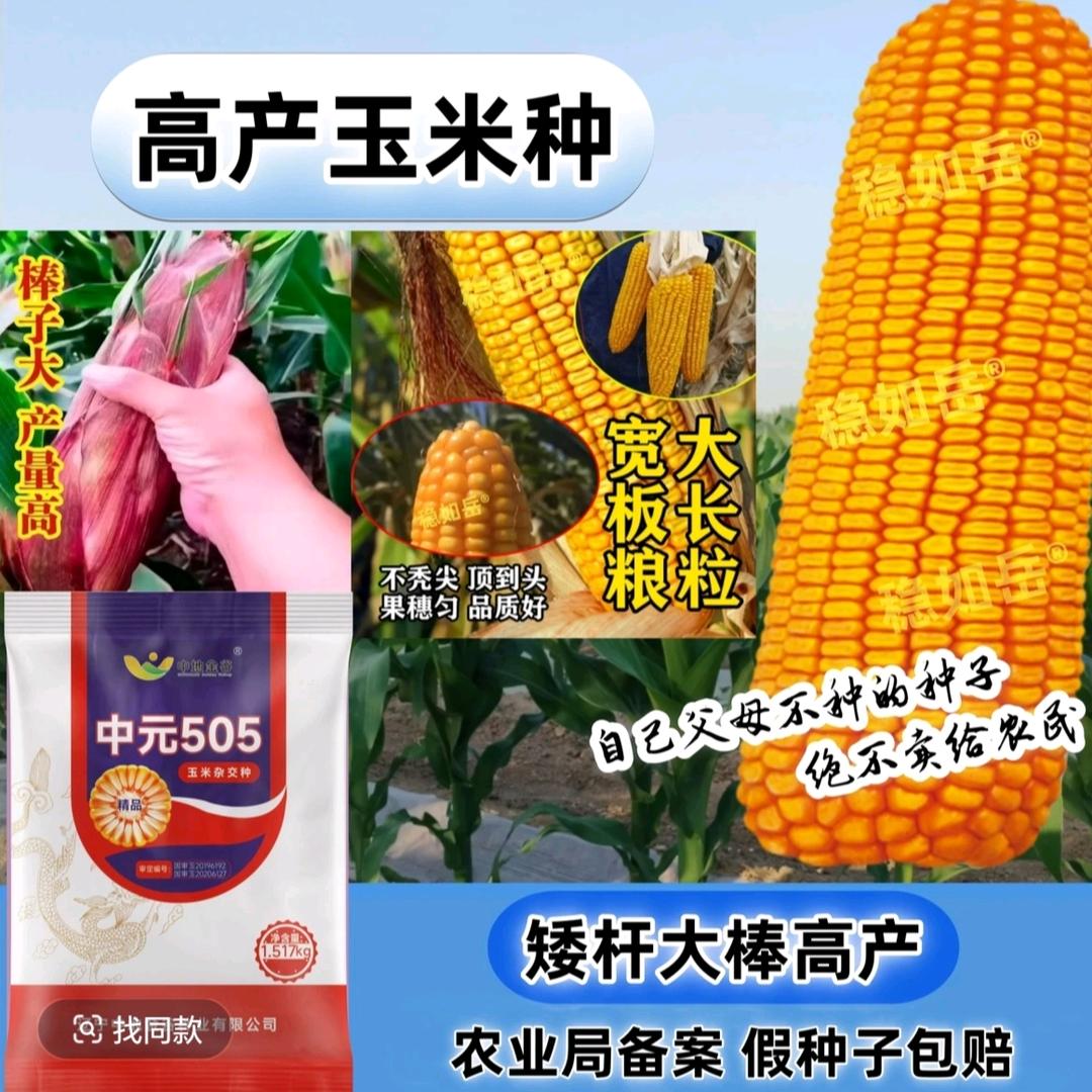 龙登种业
