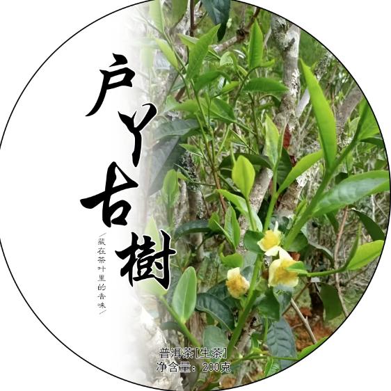 临沧制茶人赵姐
