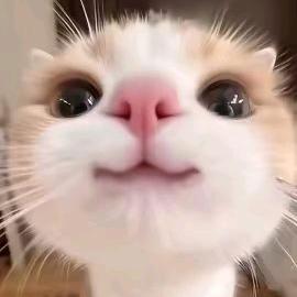 奶油蛋糕 (◍＞◡＜◍)