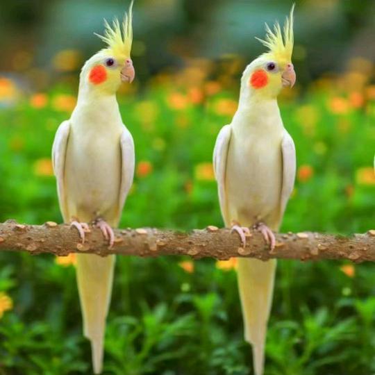 沂水县鹦鹉杰哥