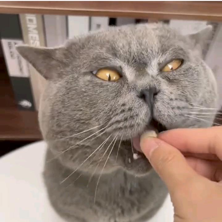 喵喵机