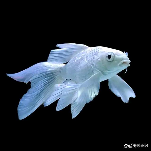 鲲鹏水族