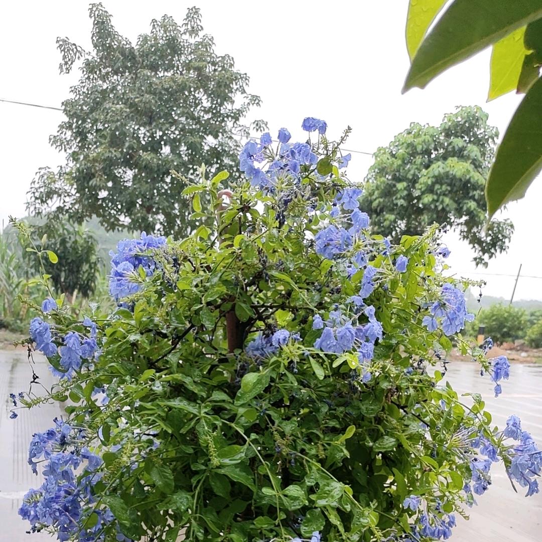 ৡෆৢ星语ৡღ᭄