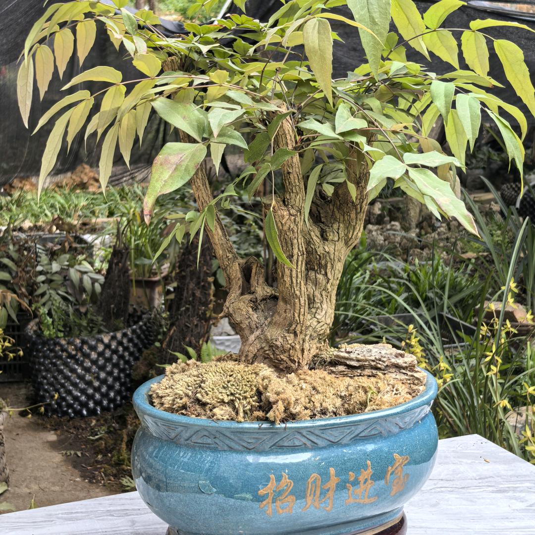 杨柏劳绿植