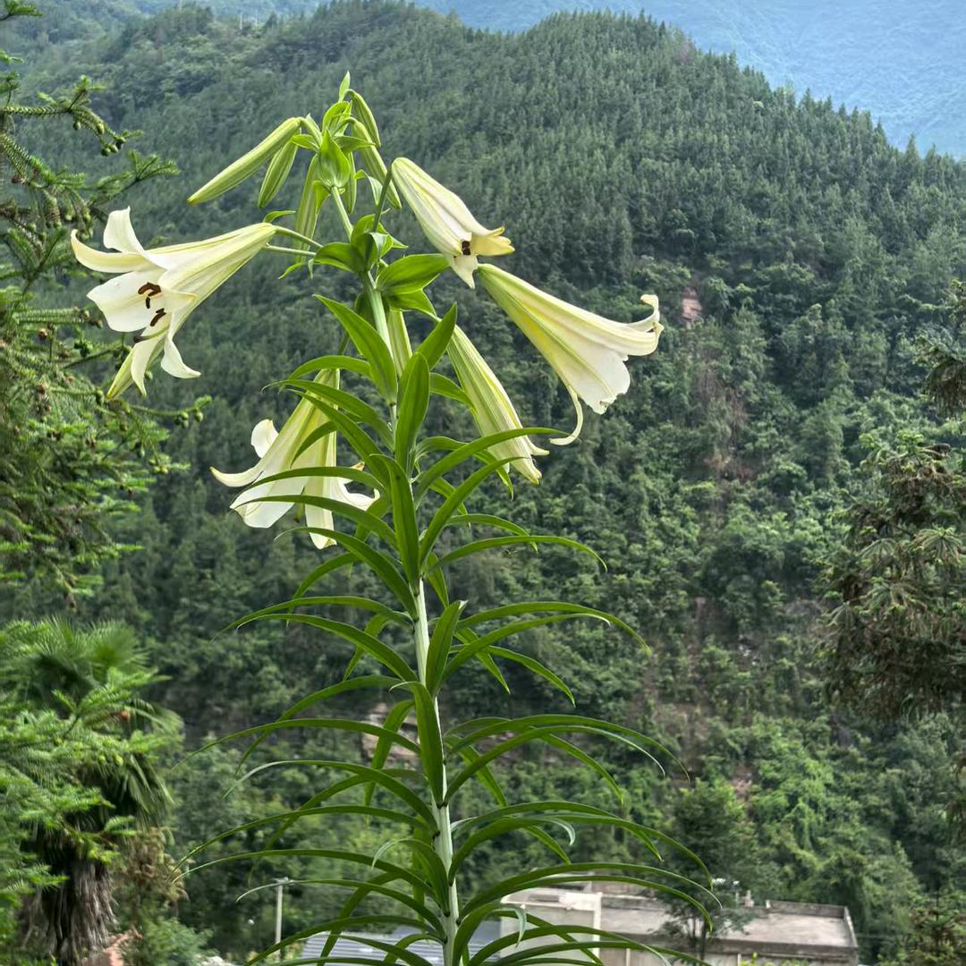 起点（陈亚君）