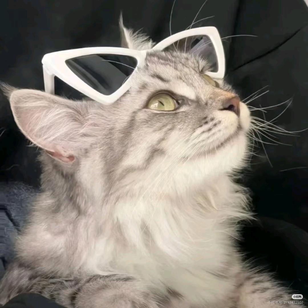 爱奶酪的骡子
