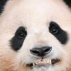 一颗小爱辛