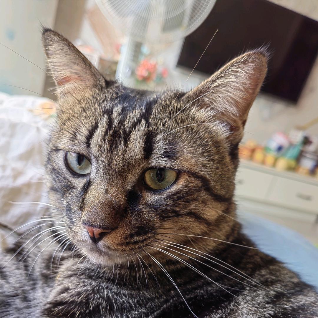 我家有猫🐱
