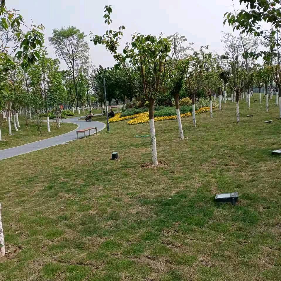 山歌【619】小罗