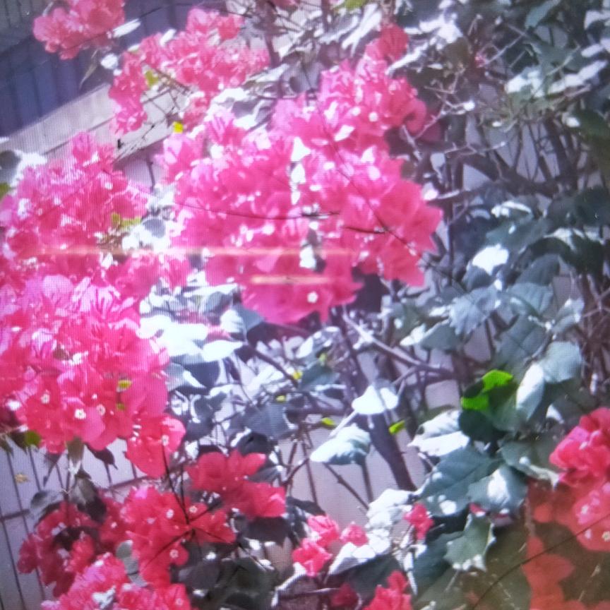 回收所有废品，张