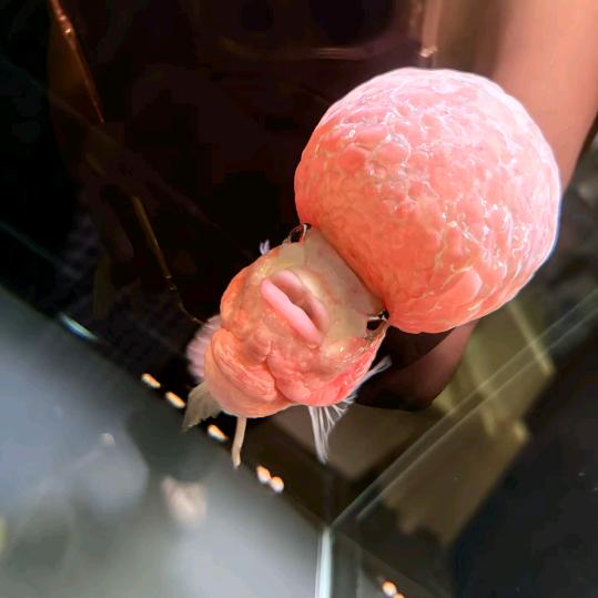 星星大王