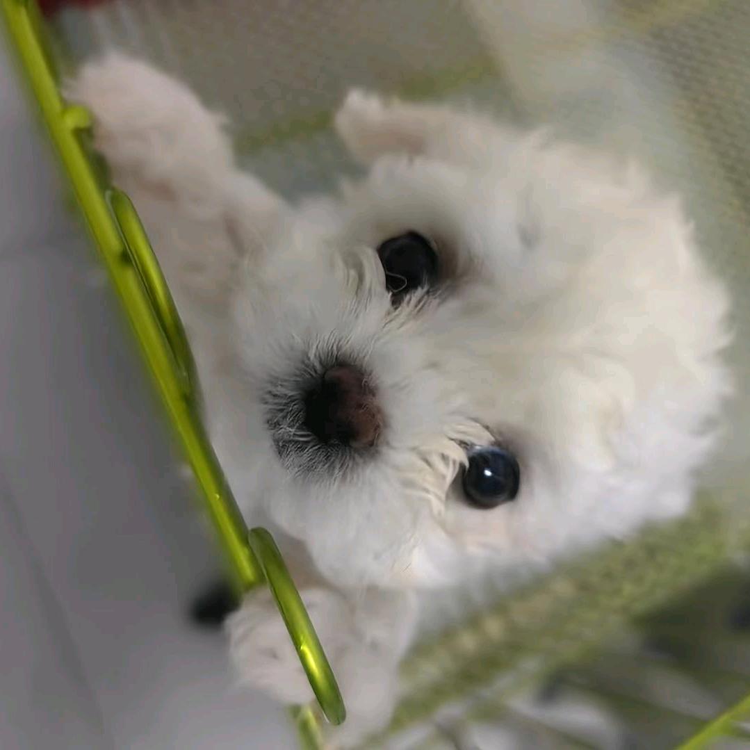 熊熊 小体比熊  约克夏