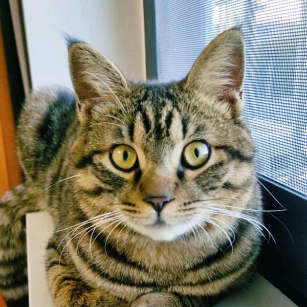 大吉是只猫🐱
