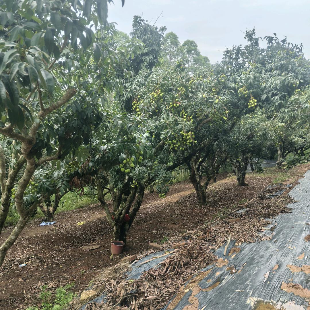 lusheng34753