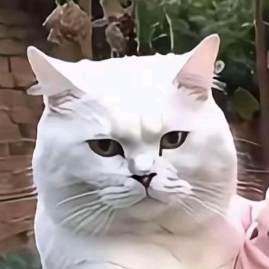 刚强