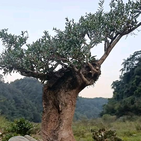 景晨微景