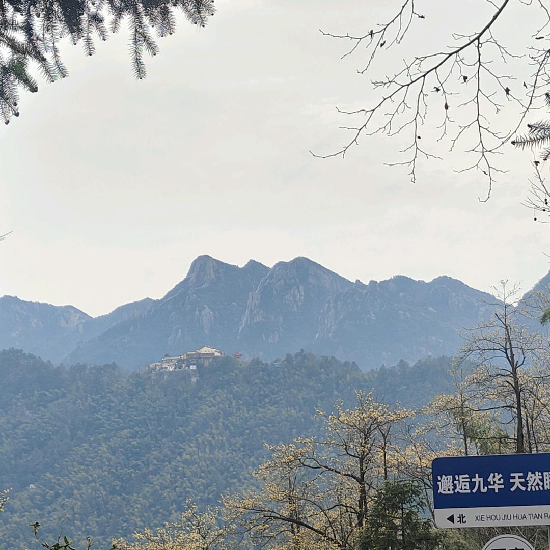涛导