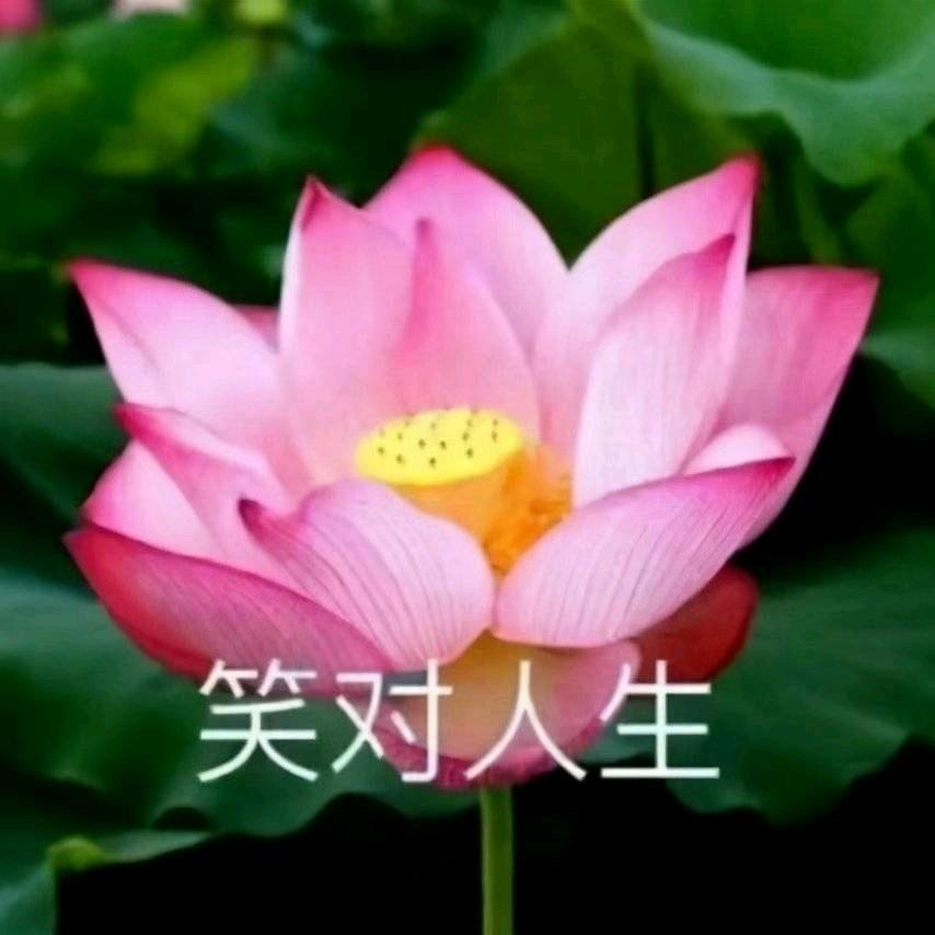 蟋蟋哈哈