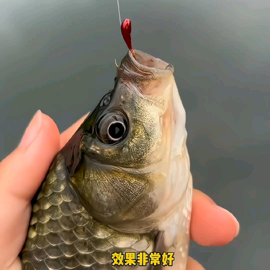 钓鱼大板哥🎣
