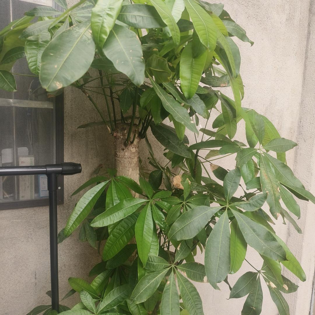 我是芳芳