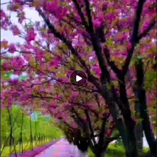 顾家