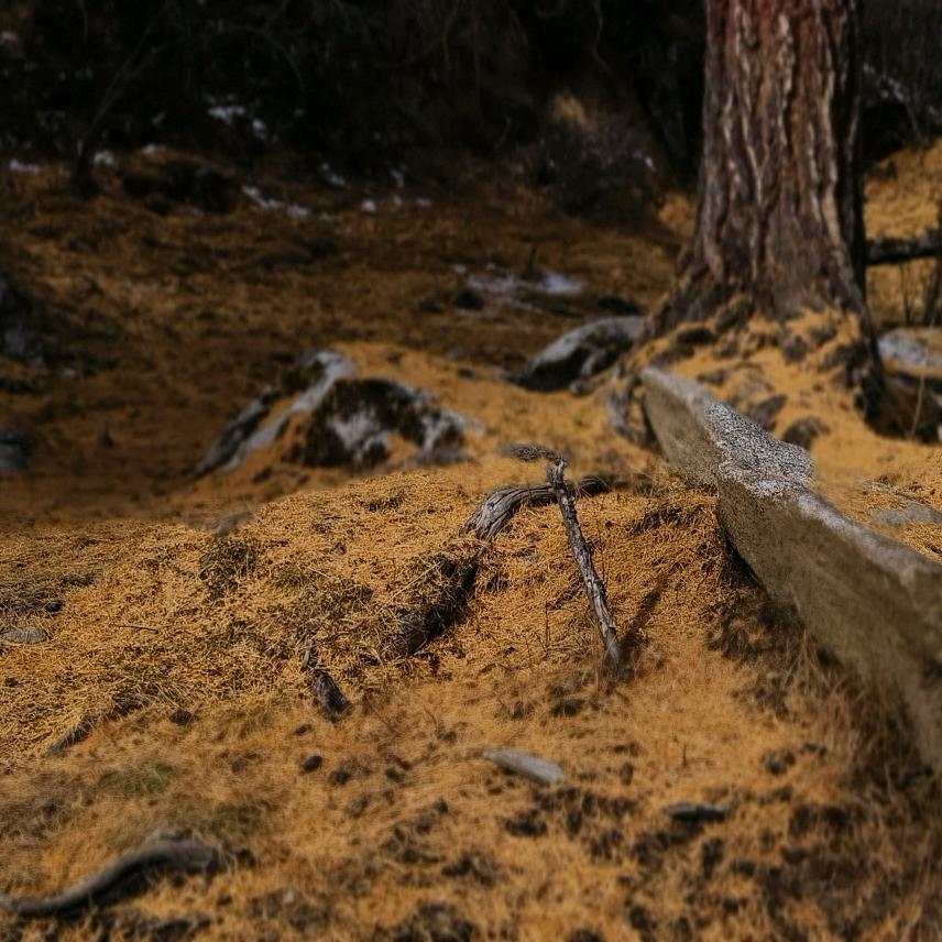 柠檬tree