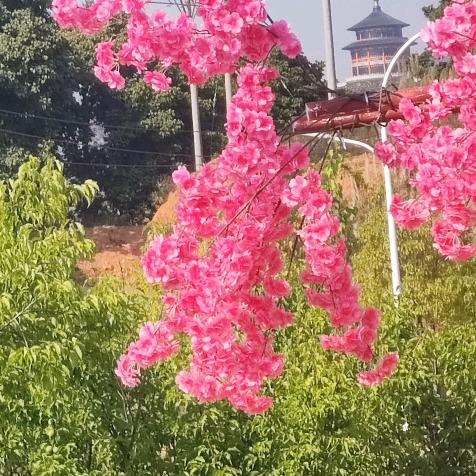 御香源茶叶店