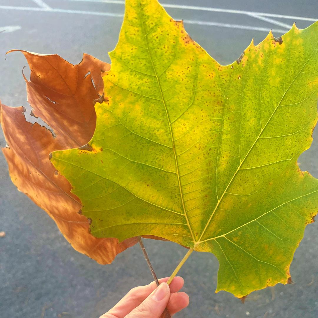 不辣妈带俩饭搭