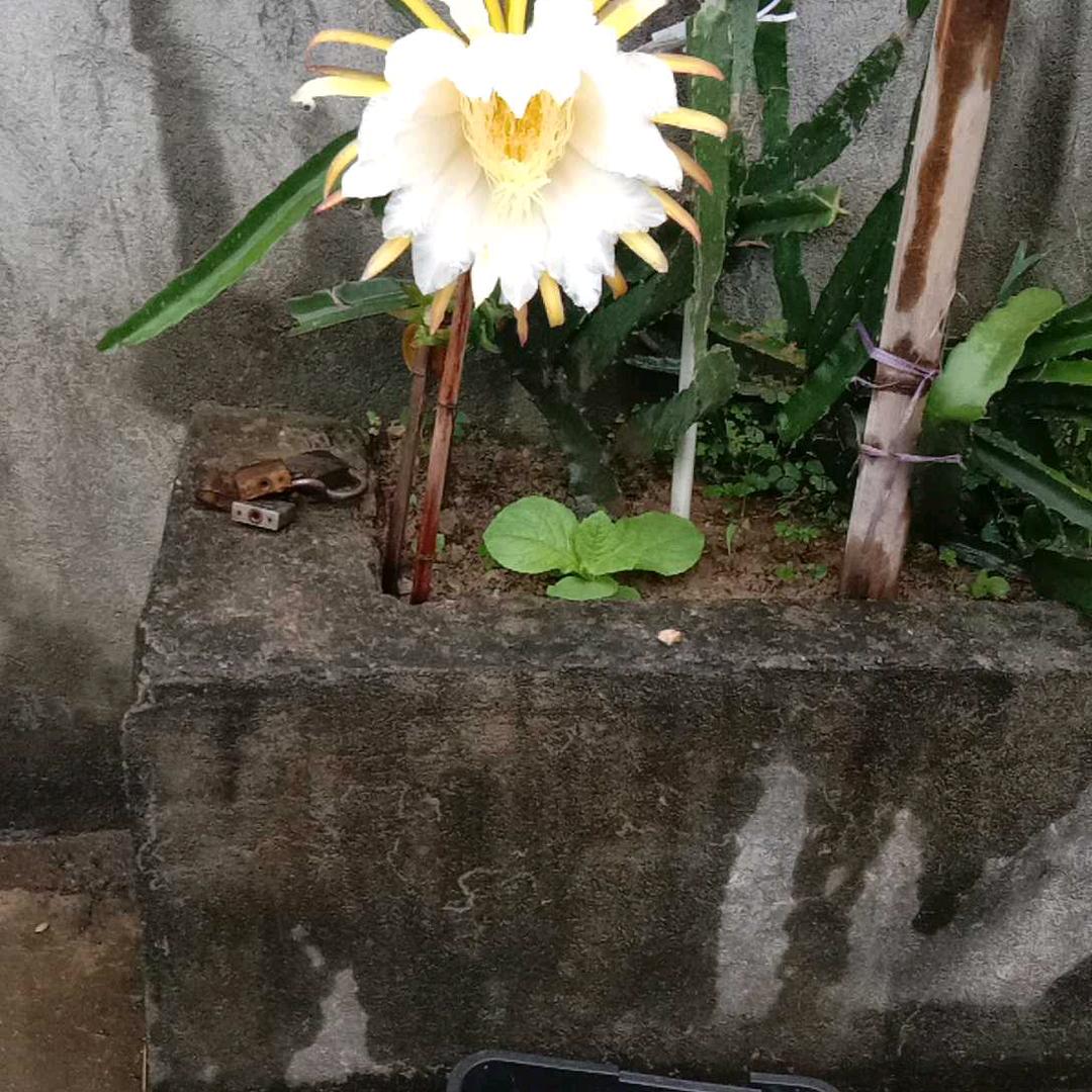 刘佰琴