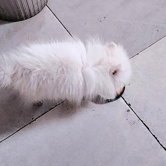 小雨（姐姐）