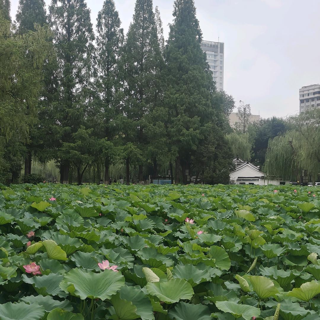 亳州市谯城区牛集镇，事事顺心！