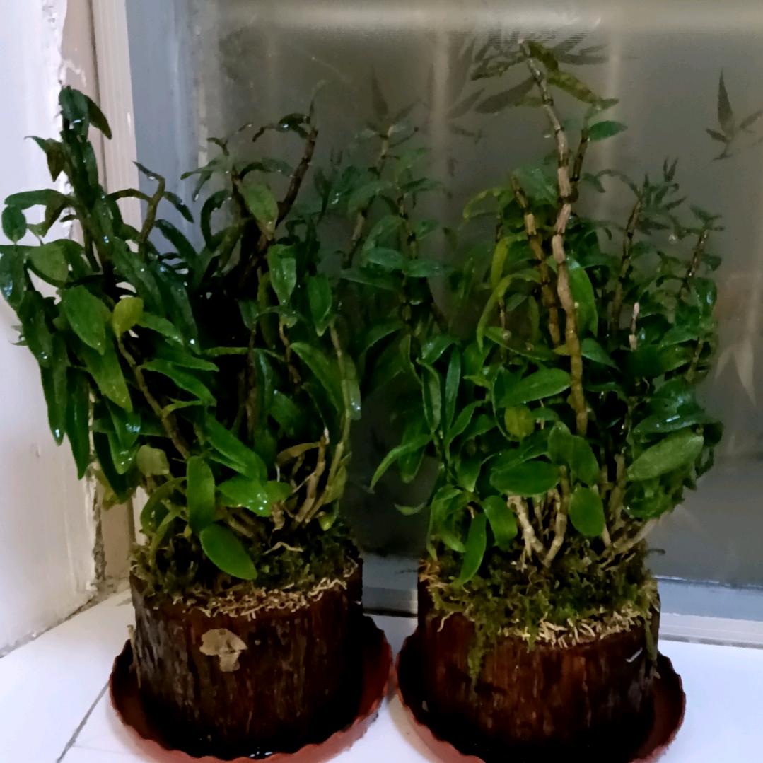 单身，牛女，，