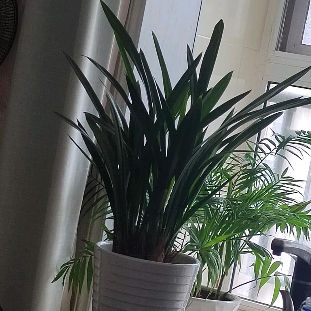 LI憨憨