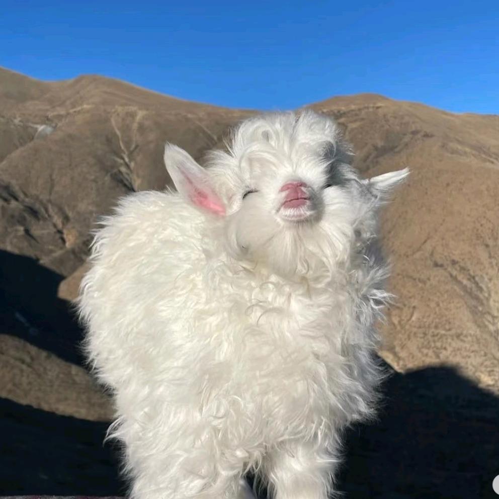 开心的🐑