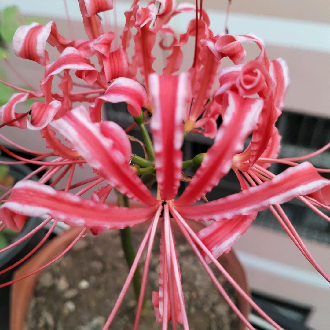 贫憎不戒和尚