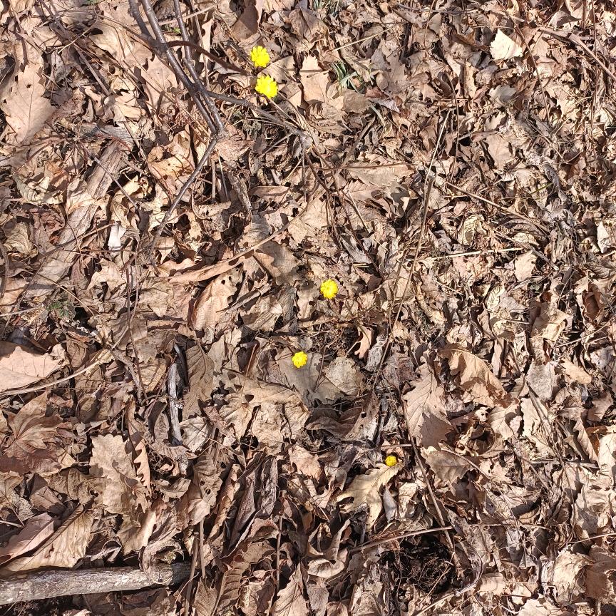 散落星河的记忆