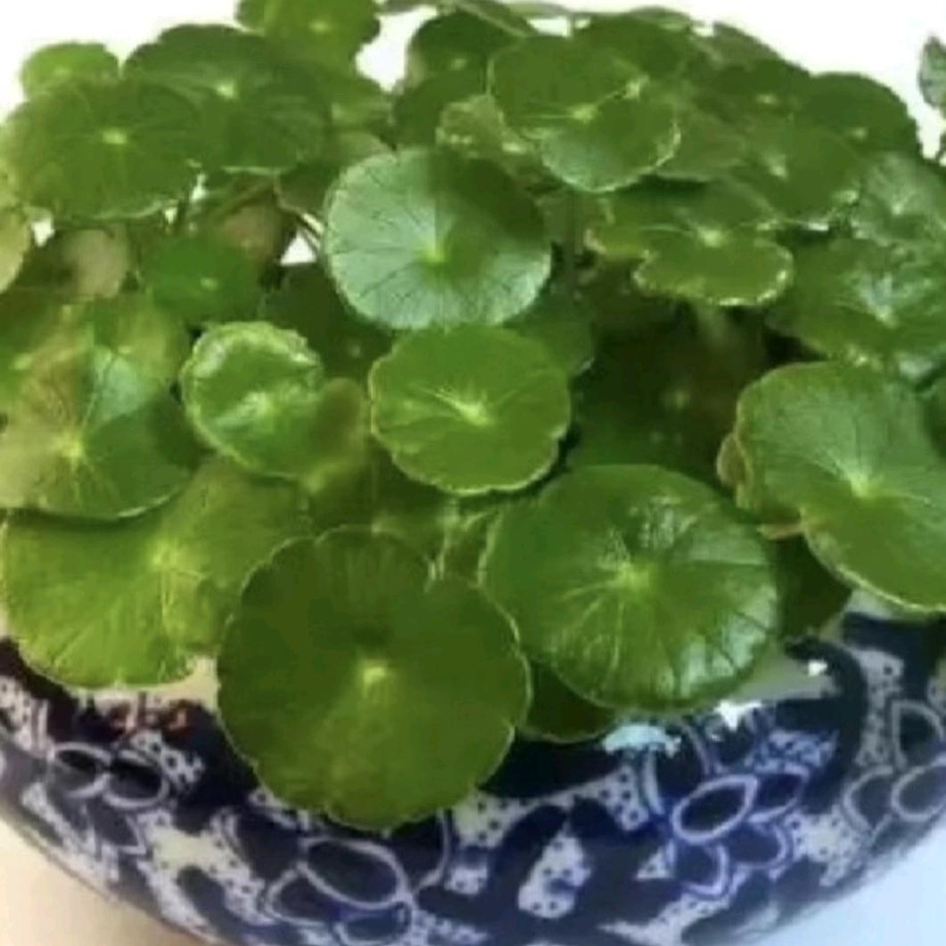 好运橱窗