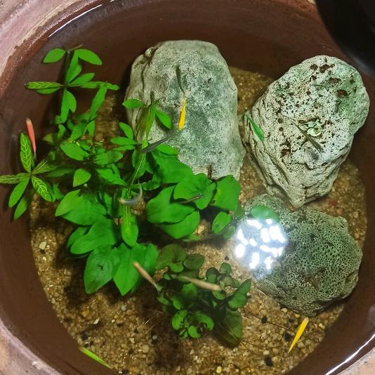 古法生态缸养鱼