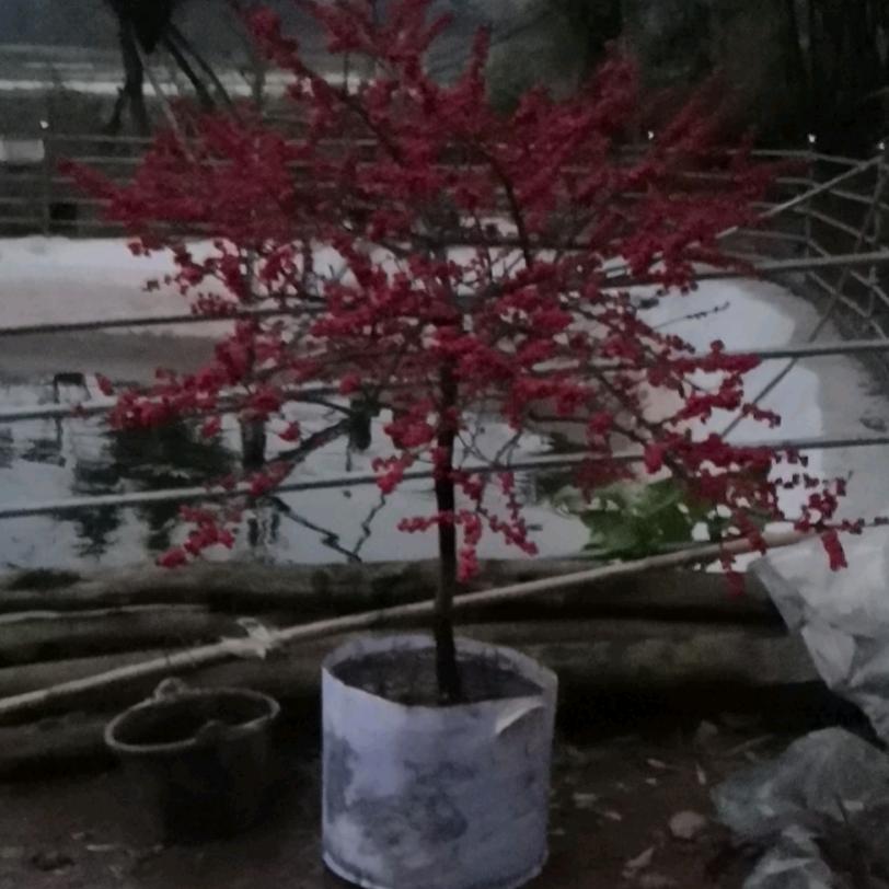 黎明前的黑暗（3200））