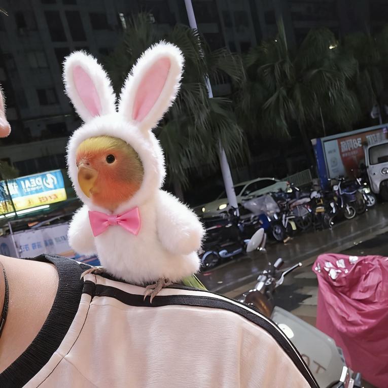 恶魔小鹦鹉ღ21.4.15୧⍤⃝🧜‍