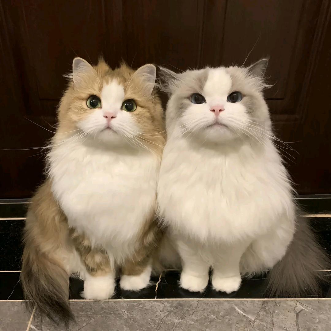 🧚‍♀️好久不见