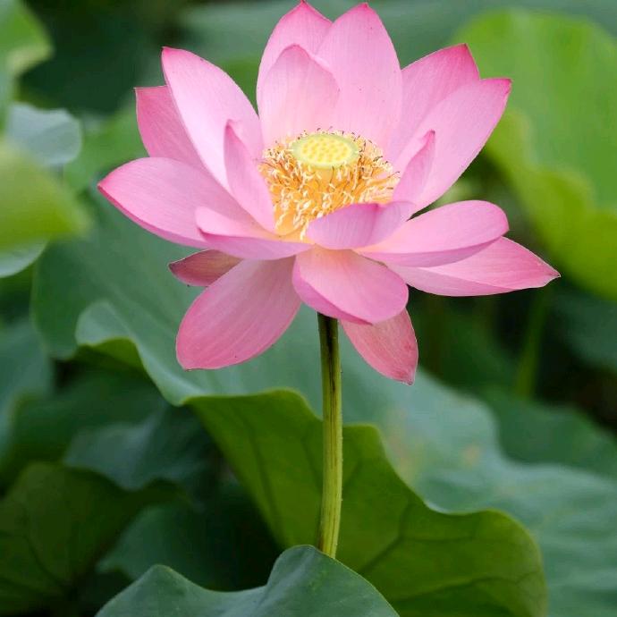 上善若水生花
