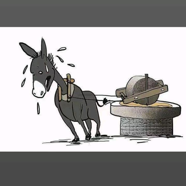 生产队的驴儿。