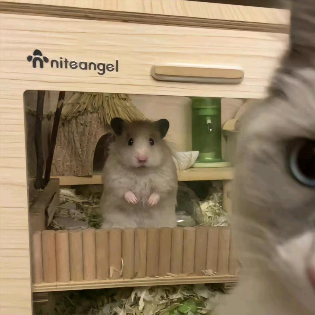 看阚