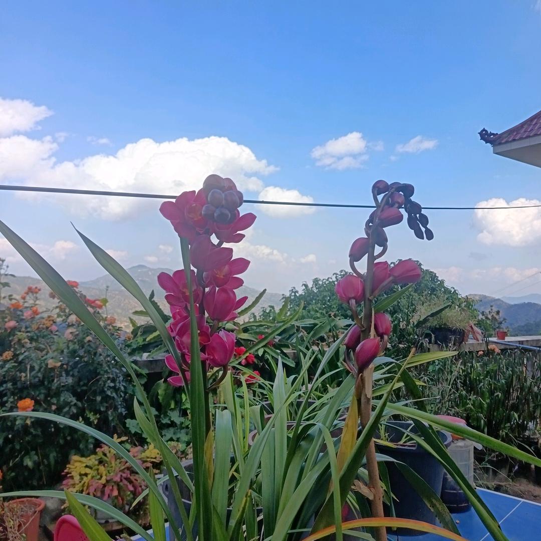梅花