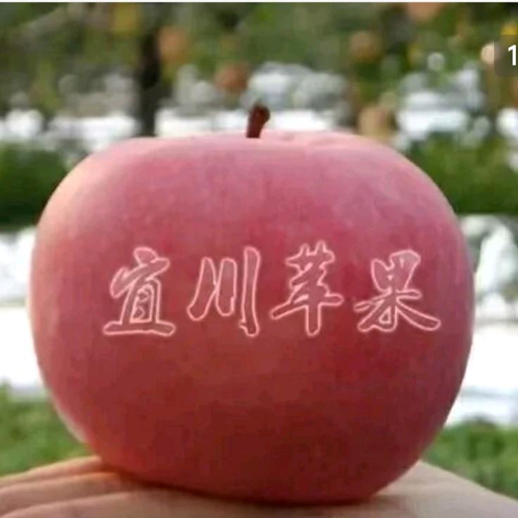 小韩果业欢迎您
